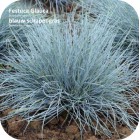 Festuca Glauca